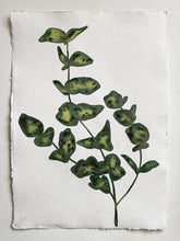 Load image into Gallery viewer, Olive Eucalyptus