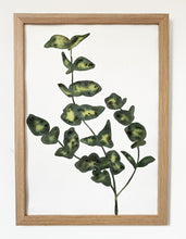 Load image into Gallery viewer, Olive Eucalyptus