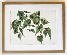 Load image into Gallery viewer, Pistachio Ivy