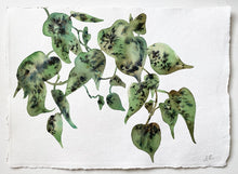 Load image into Gallery viewer, Pistachio Ivy