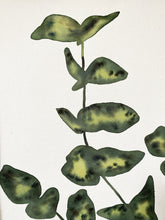 Load image into Gallery viewer, Olive Eucalyptus