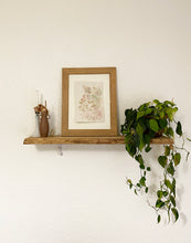 Load image into Gallery viewer, Peppered Sundrops